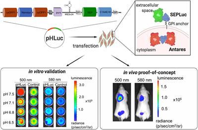 pHLuc, a Ratiometric Luminescent Reporter for in vivo Monitoring of Tumor Acidosis